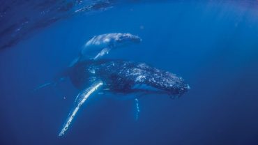 The whales are here!