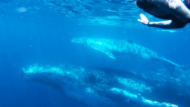 Swim with the whales