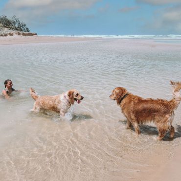 dog friendly noosa beaches