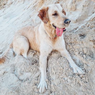 Pet Friendly Noosa