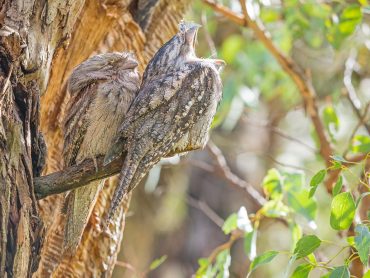 A Pair of Tawny Frogmouths sitting on a branch in a tree