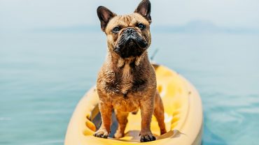 Pet-Friendly Accommodation