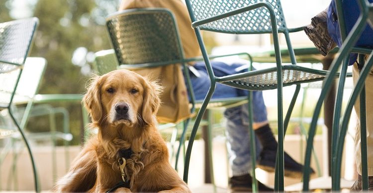 noosas-pet-friendly-cafes