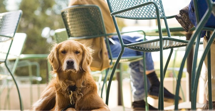 Noosa’s pet-friendly cafes