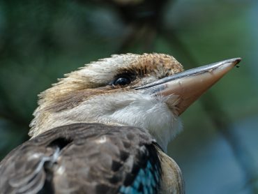 Laughing kookaburra